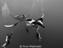 Giant Pacific Manta on a fly by at Roca Partida by Arun Madisetti 